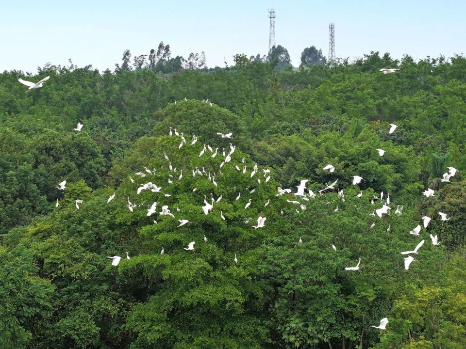 稻田文旅等, 佛山高明稻