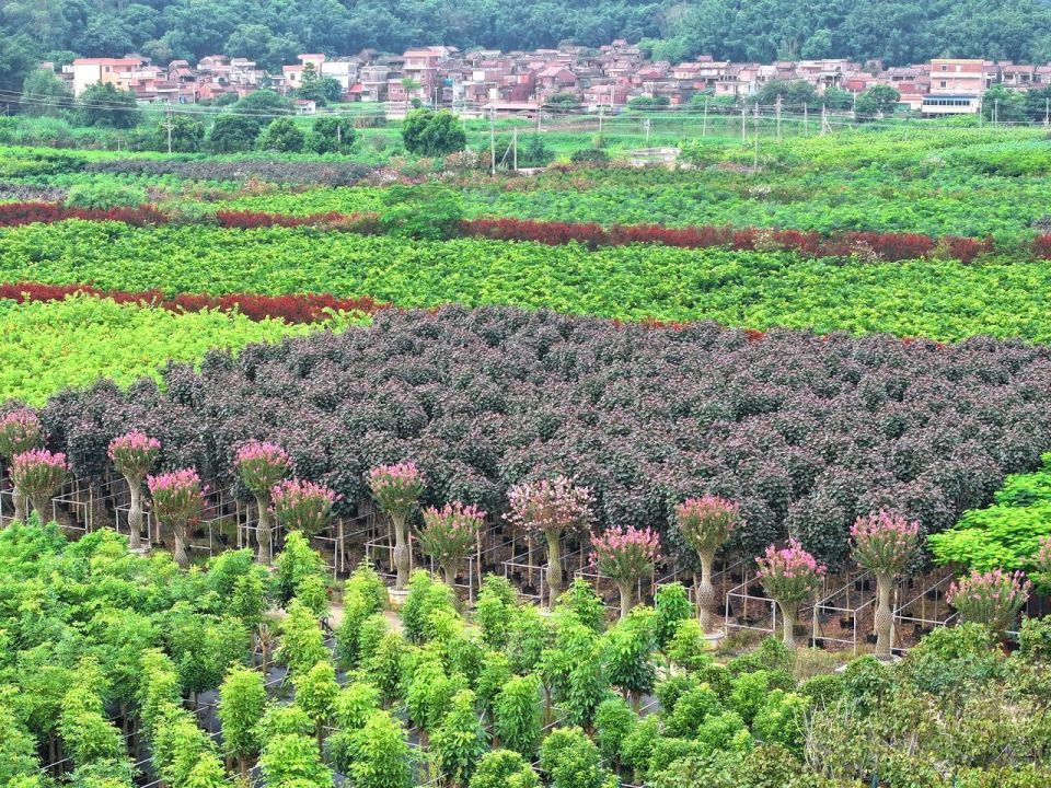 明城镇万亩, style, com